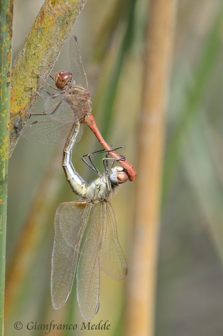 Scheda: Sympetrum fonscolombii